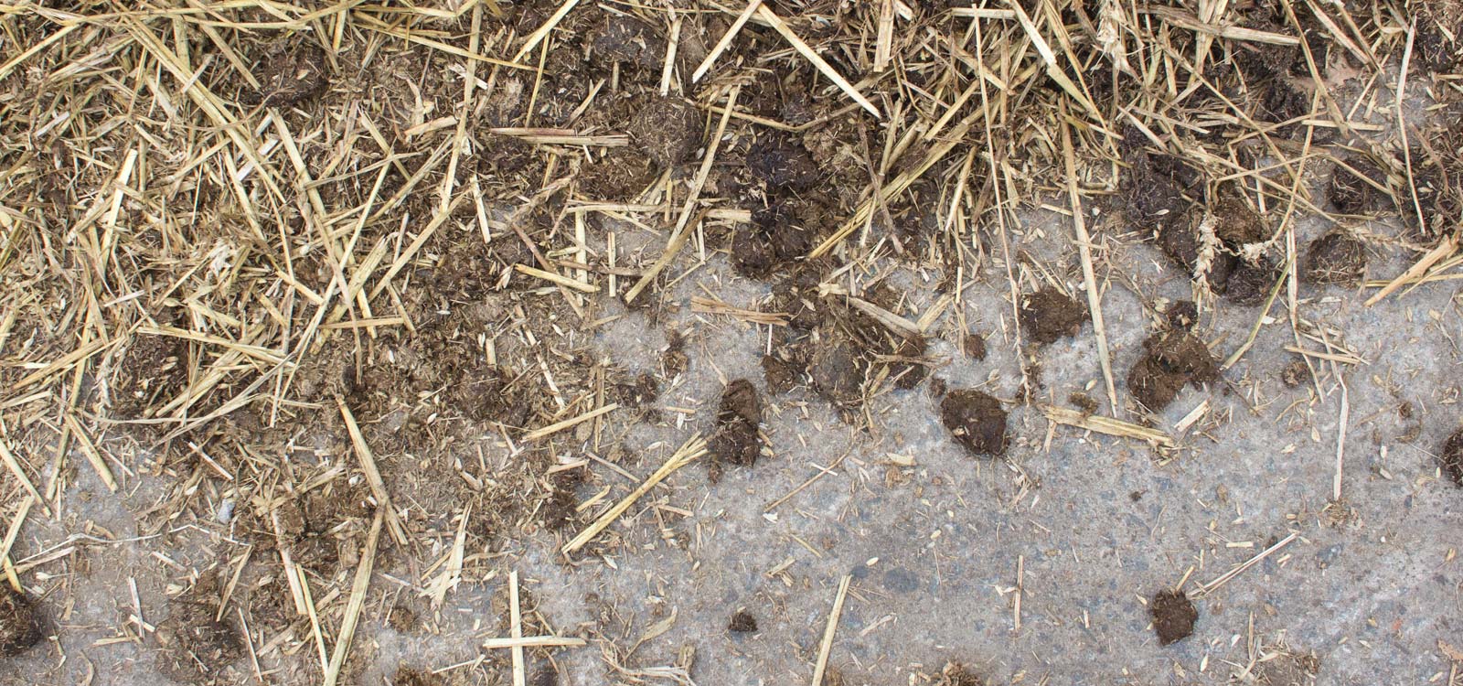 waarom-regels-mestopslag-mestcontainer-paardenmest-mestwet